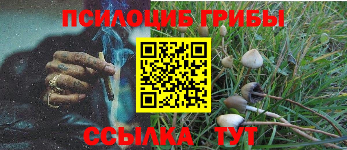 Псилоцибиновые грибы Psilocybine cubensis Великий Устюг